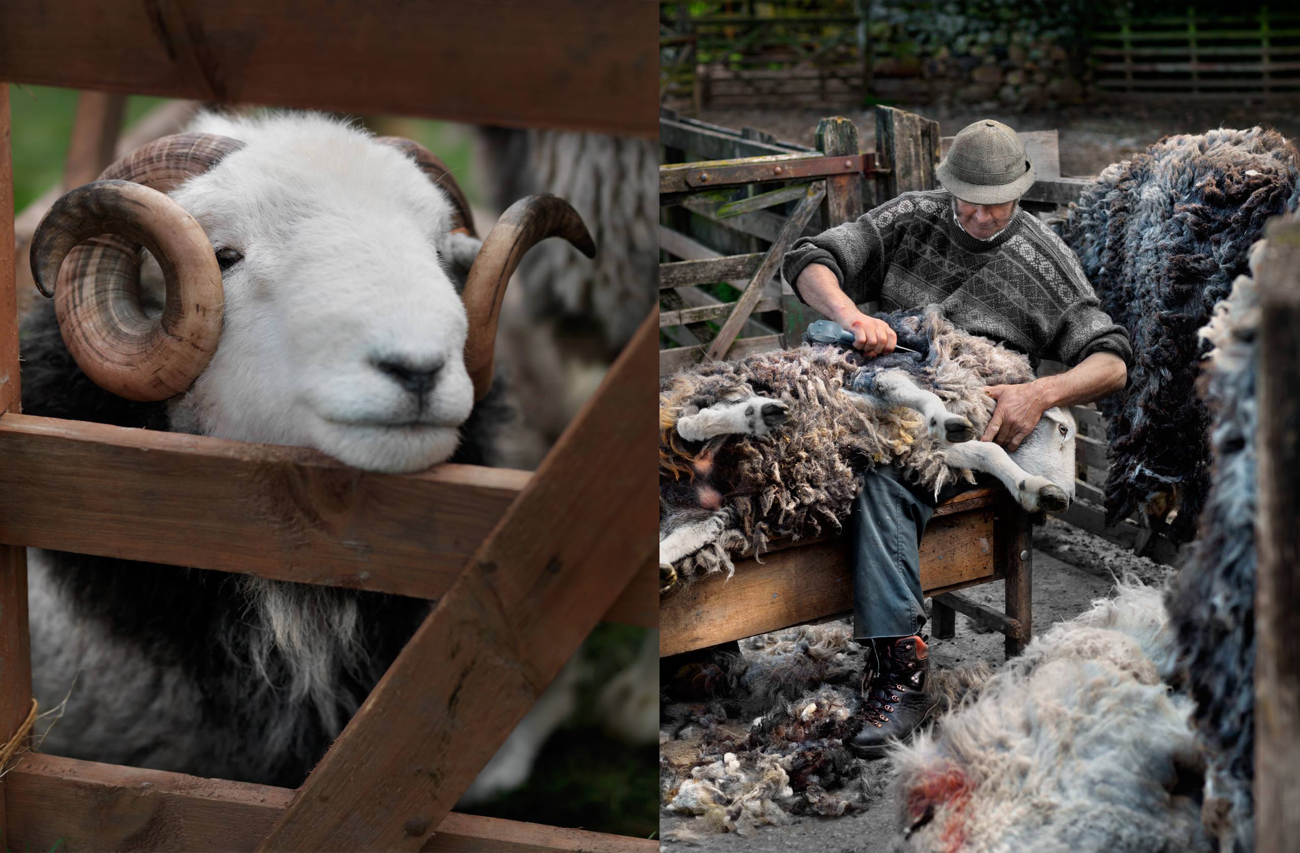 Ian Lawson | Books | Herdwick - A Portrait of Lakeland