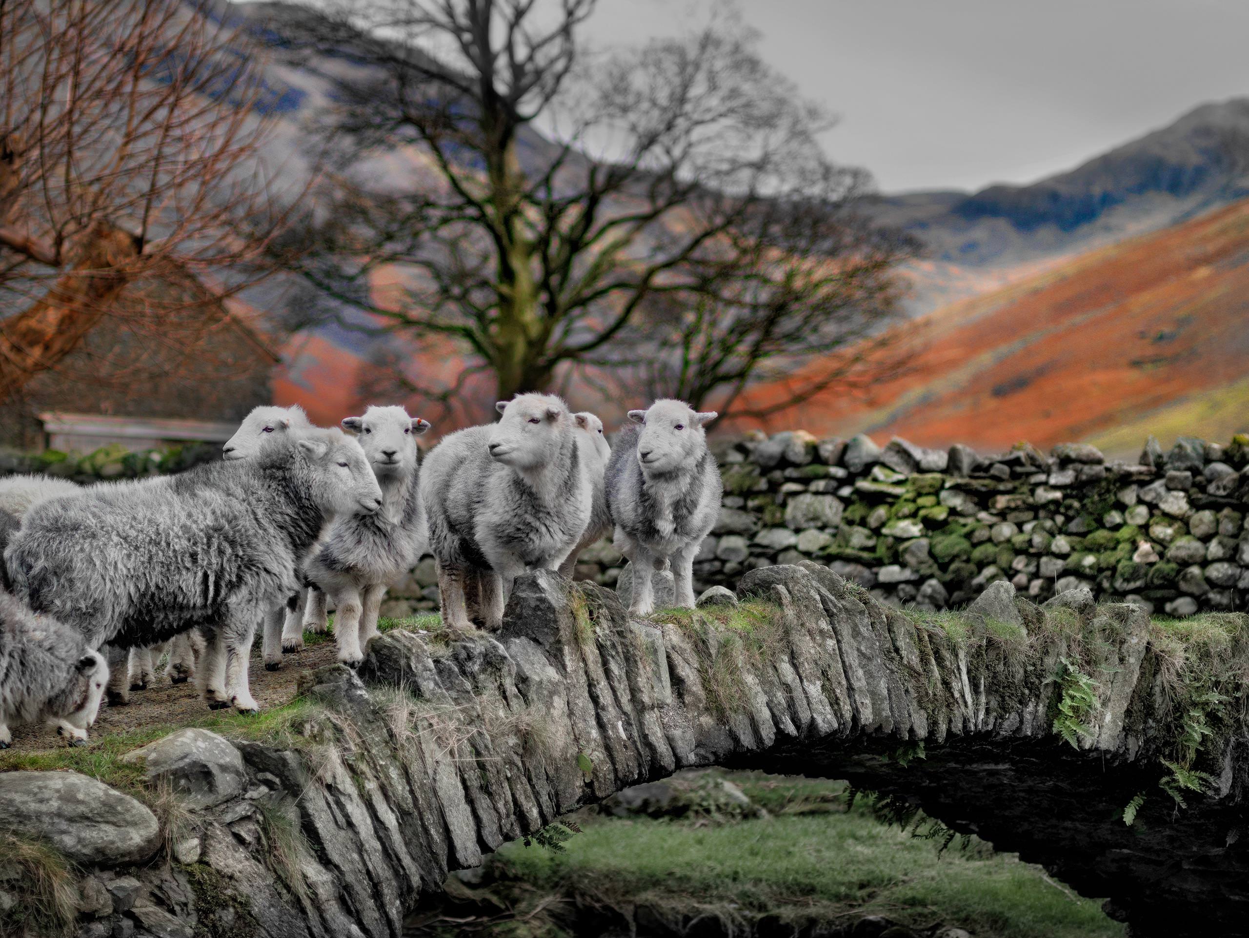 Ian Lawson Books Herdwick A Portrait of Lakeland