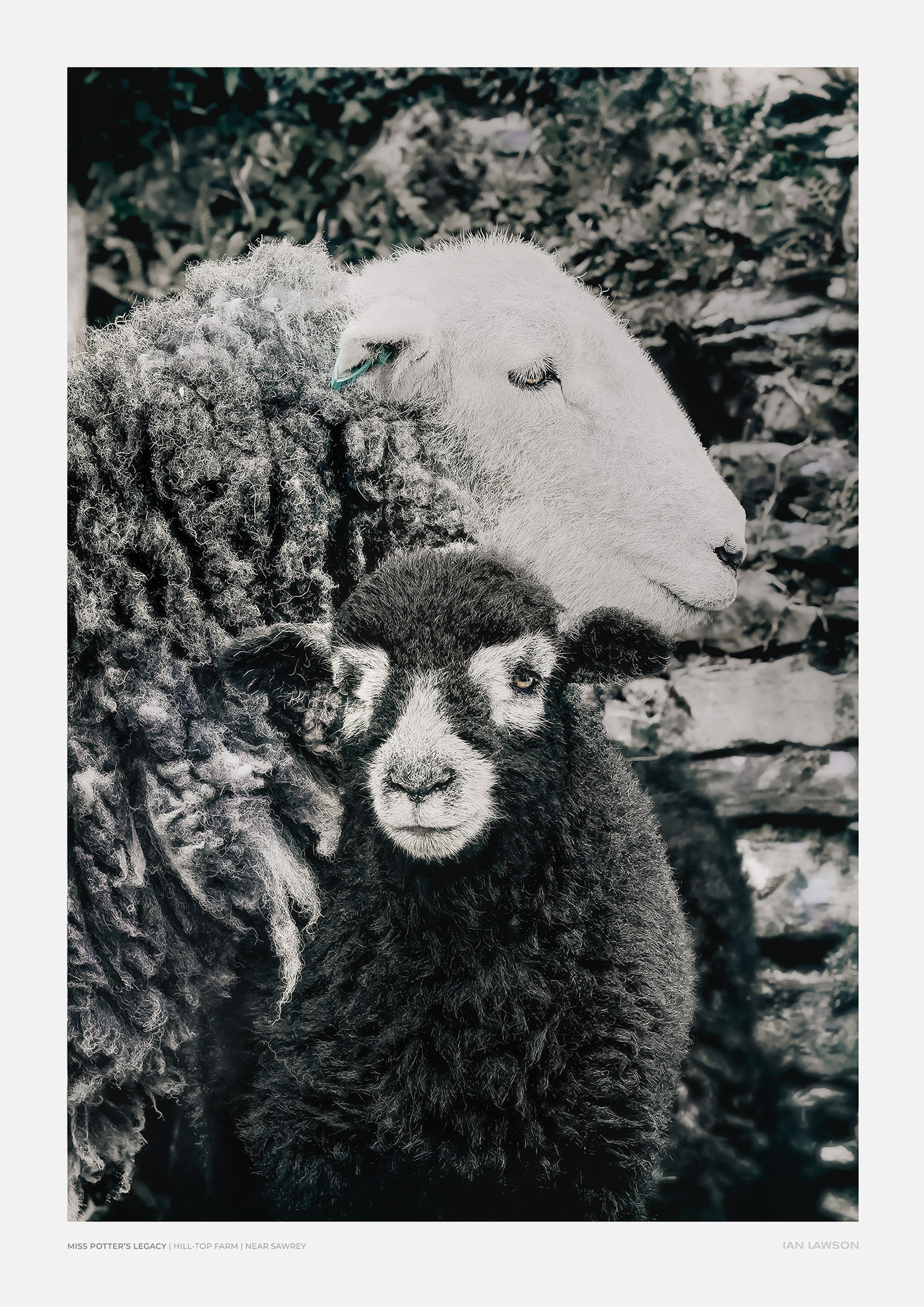 Beautiful Ewe 1920