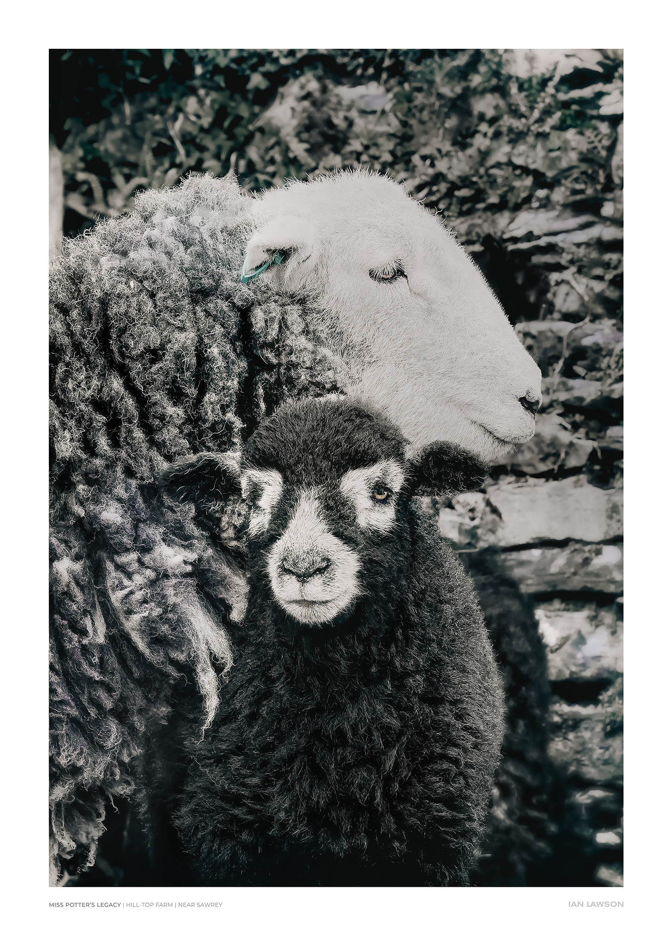 Beautiful Ewe