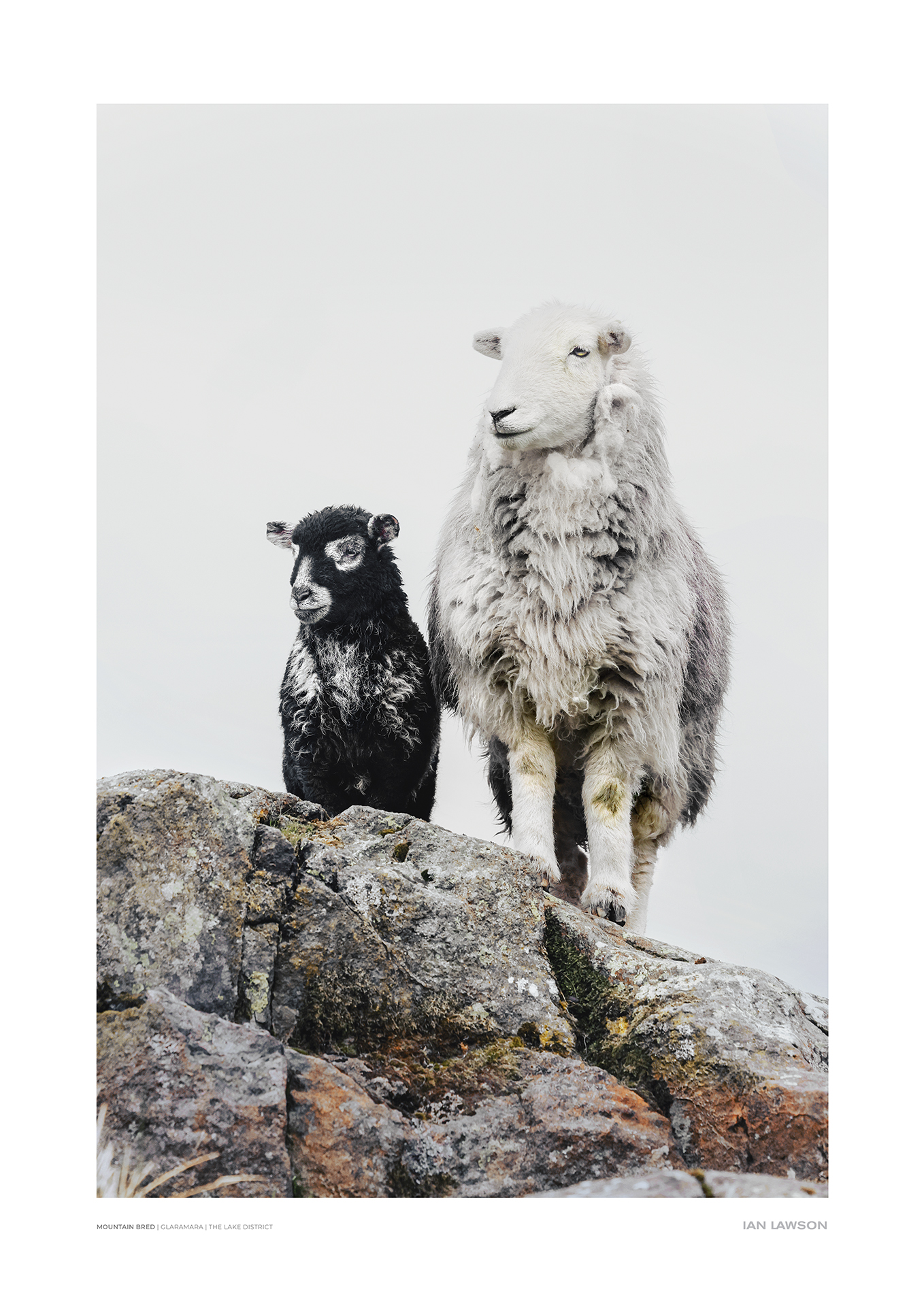 Mountain Bred | Ian Lawson