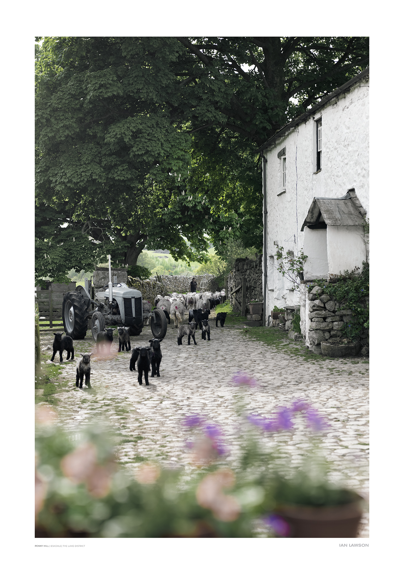 Penny Hill | Ian Lawson