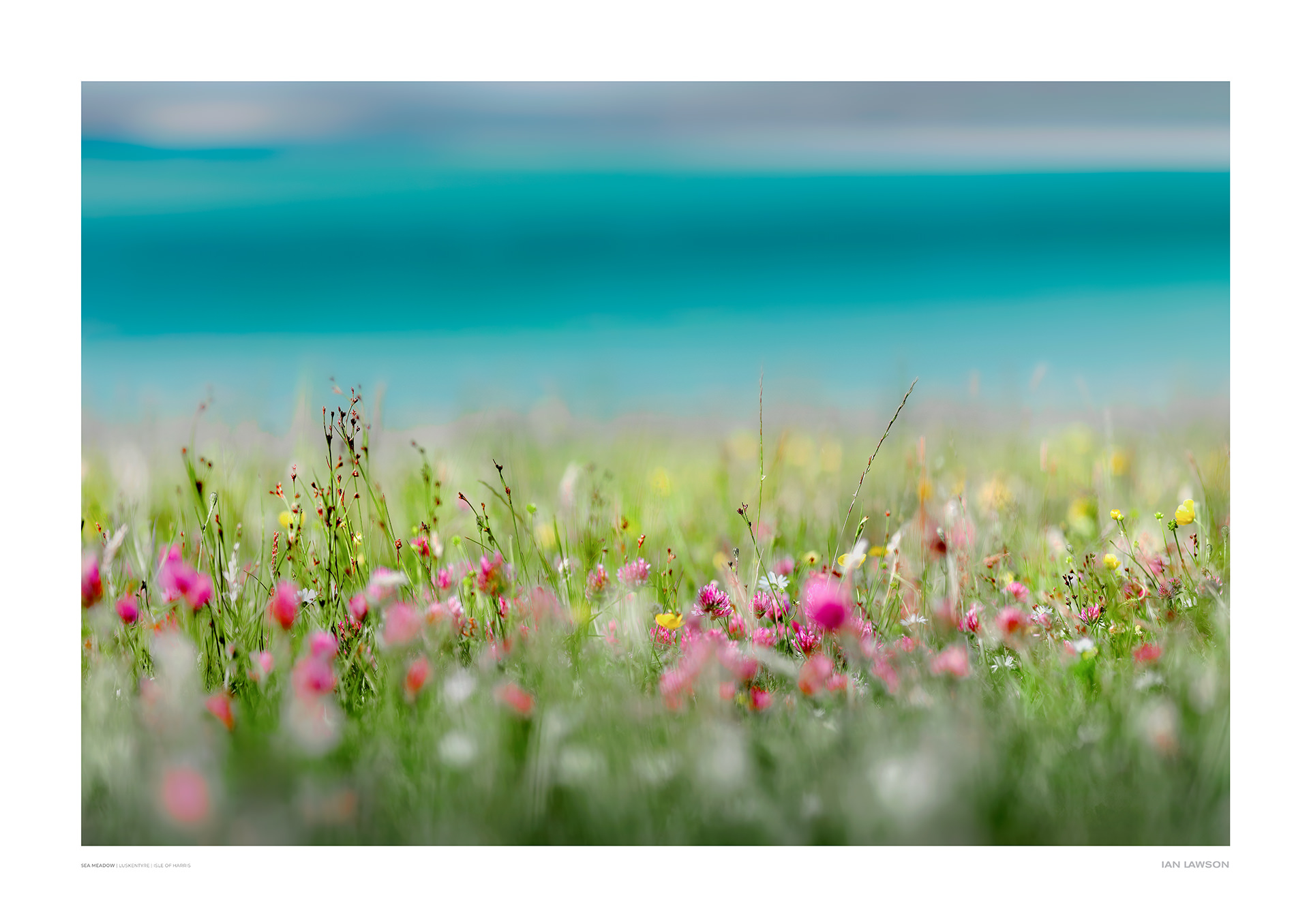 Sea Meadow 1920
