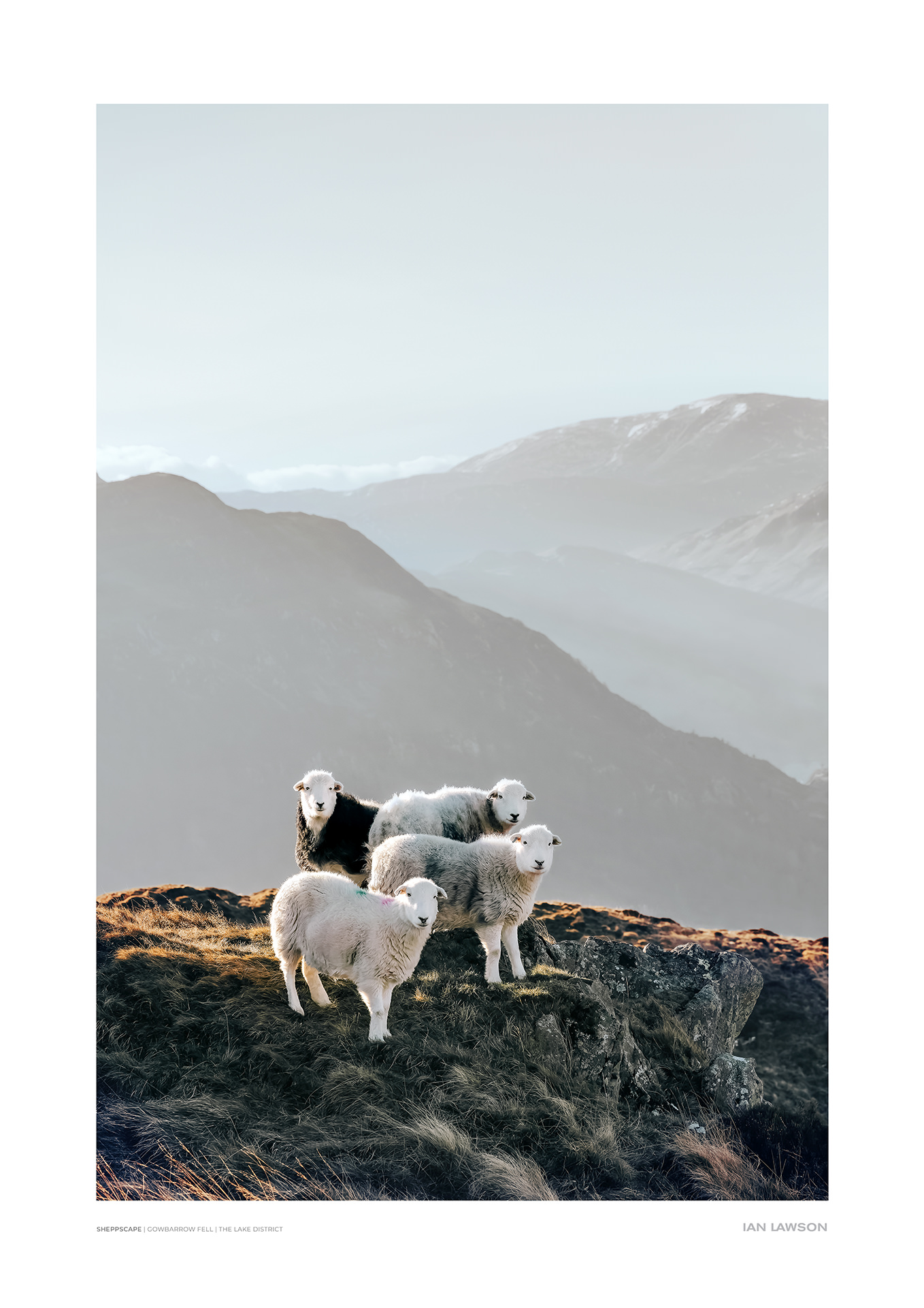 Sheepscape | Ian Lawson