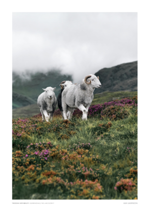 Trodding Into Beauty